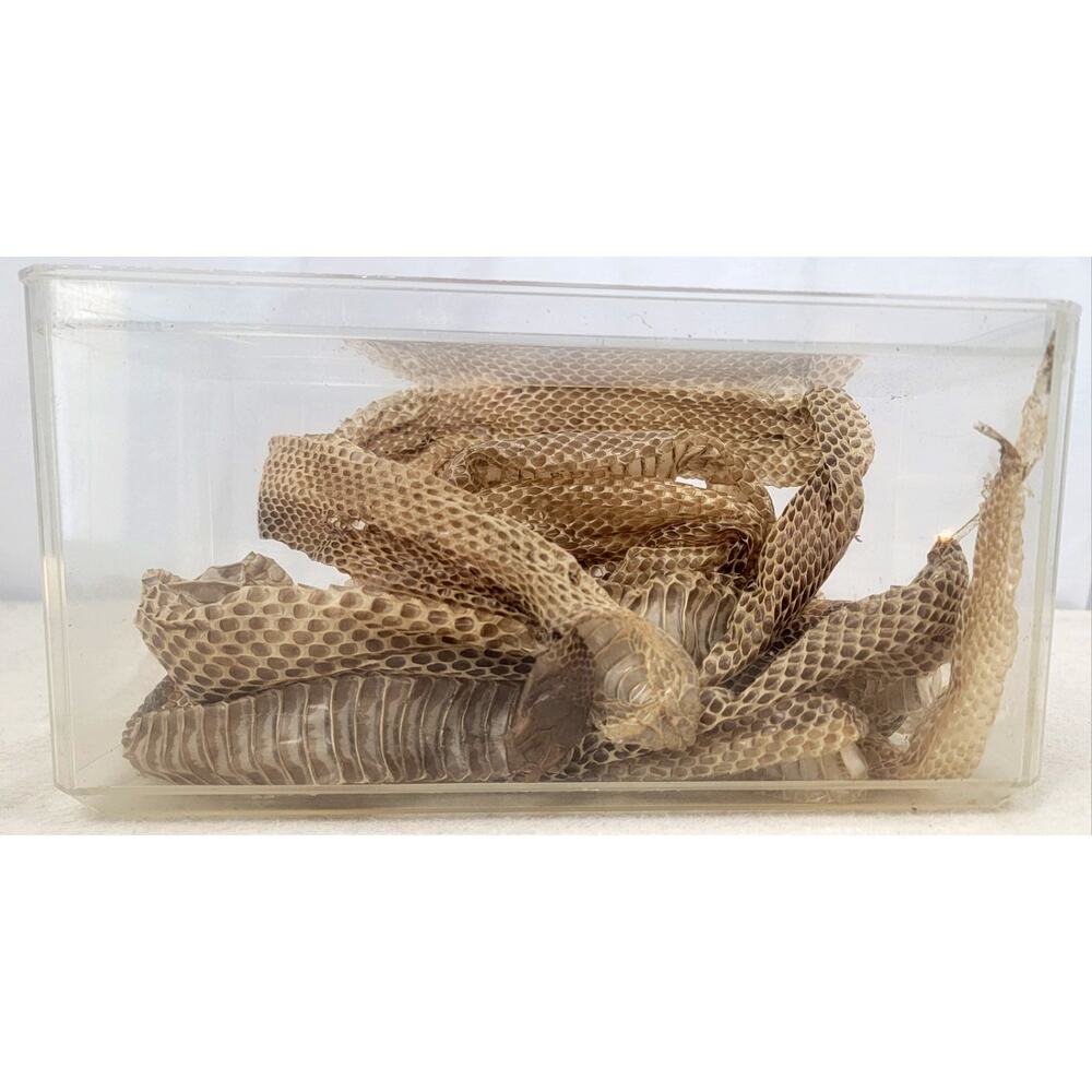 Real Snake Shed Skin Specimen Sealed Display Box Natural History Oddities